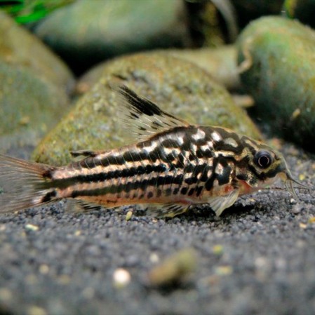 Коридорас Напоенсис (Corydoras napoensis)